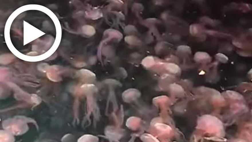 Impressive video of hundreds of jellyfish on Ibiza