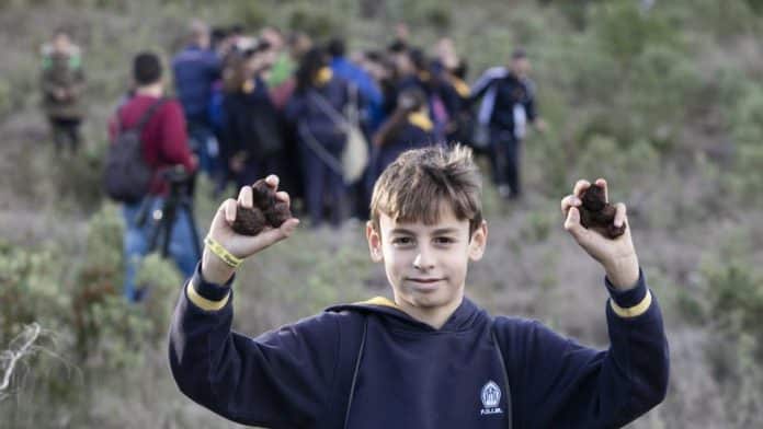 'Seed bombs' rebuilding Ibiza's forests