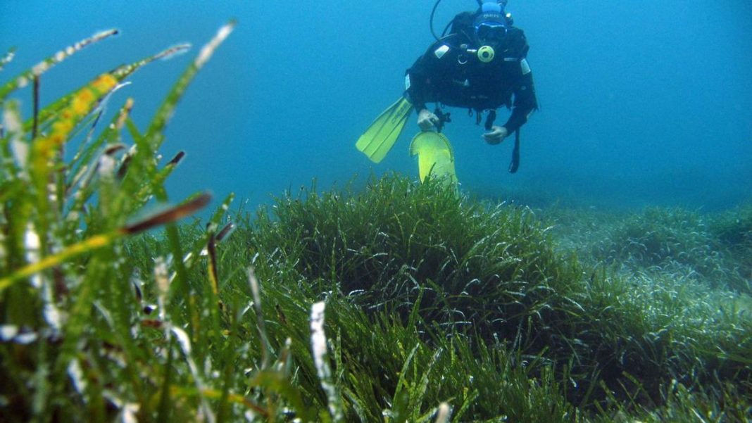 Posidonia will disappear from Ibiza and Formentera if sea temperatures continues to rise
