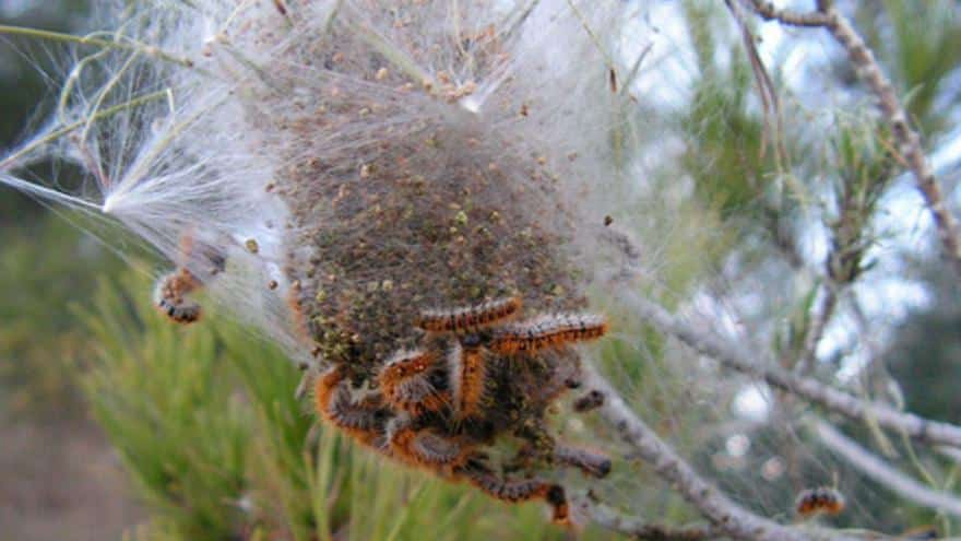 The Govern acknowledges that there is no solution to the pine processionary plague on Formentera