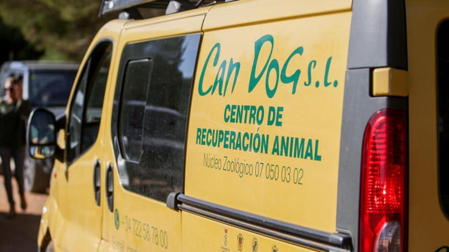 Santa Eulària terminates the animal collection contract with Can Dog after “more than fifty irregularities”.