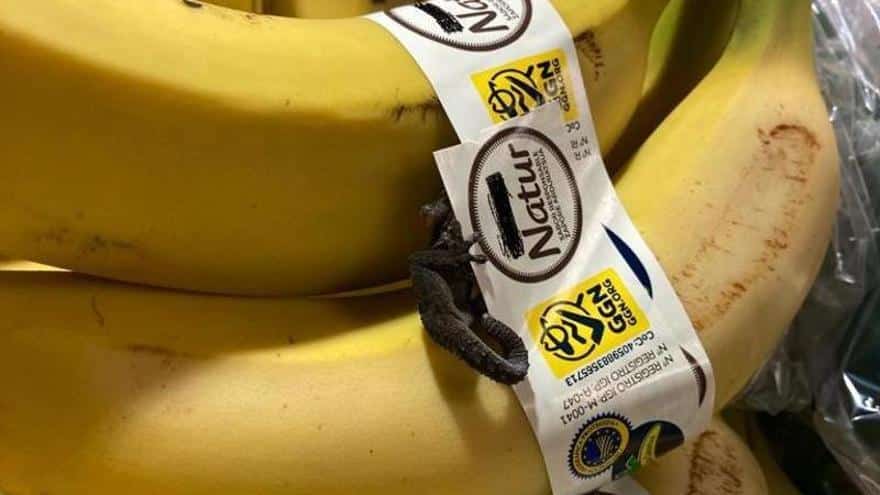 A black ‘dragon’ among the banana trees in a supermarket in Ibiza