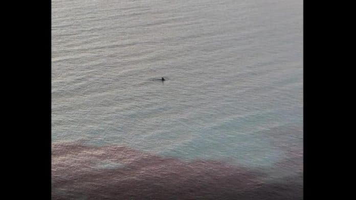 Video: Dolphin spotted a few meters off the coast of Ibiza