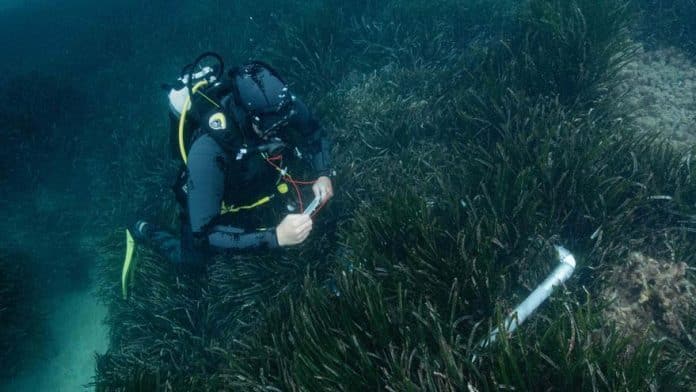 The GEN-GOB analyzes the seabed of Cala Vedella, which has lost 55% of its posidonia