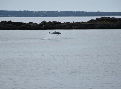 A pod of dolphins swims in the bay of s’Espalmador