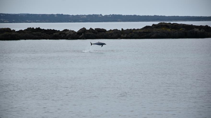 A pod of dolphins swims in the bay of s’Espalmador