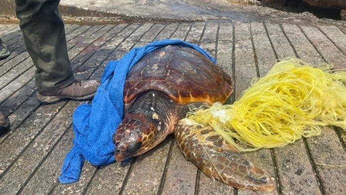 Injured turtle trapped in a fishing net rescued in Ibiza