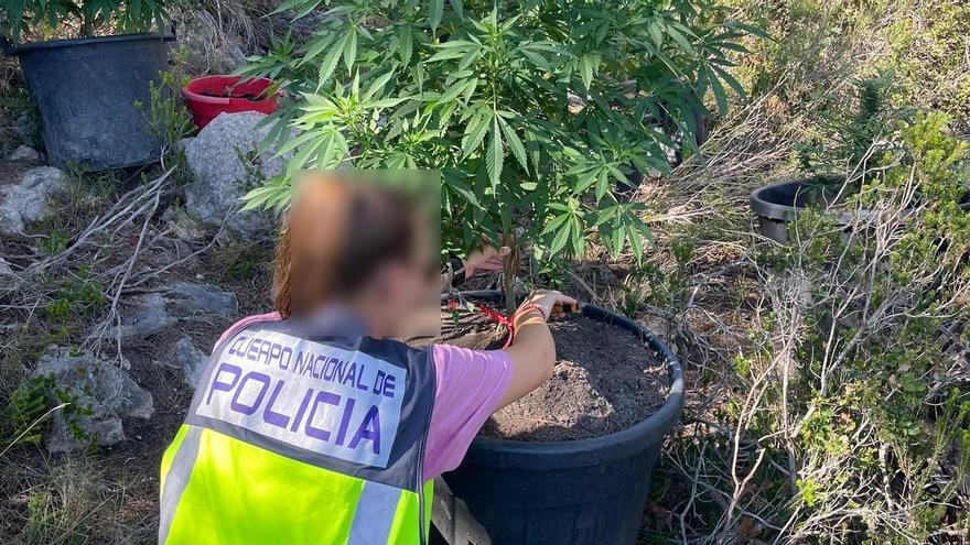 Man arrested for growing marijuana in Ibiza cemetery