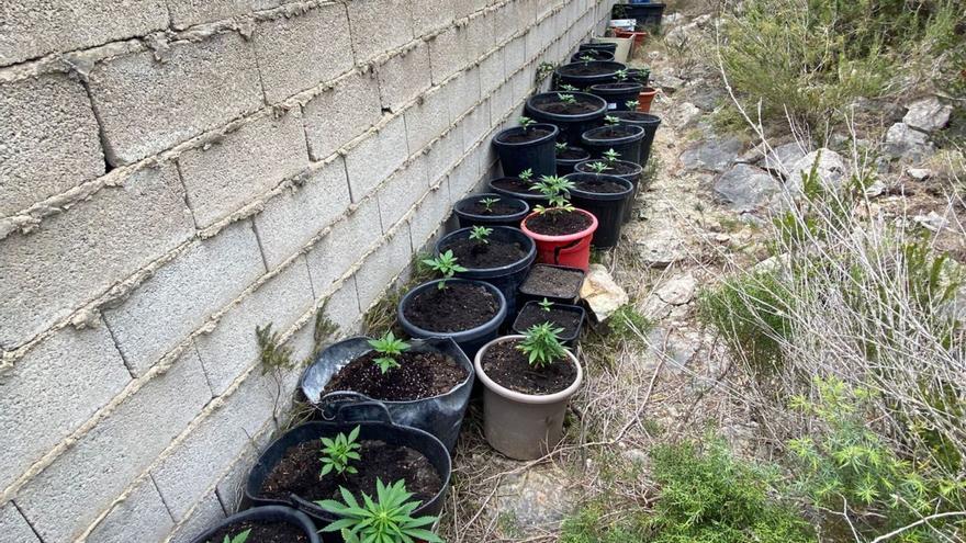 How they located the marijuana plantation in the Ibiza cemetery