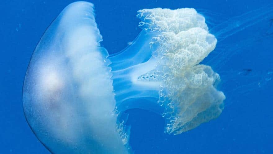 A jellyfish of a meter and about 40 kilos appears on a beach in Ibiza