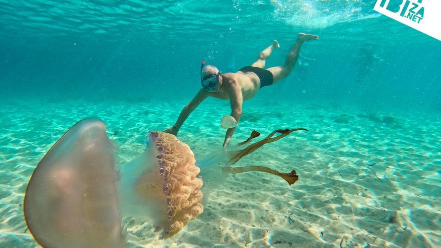 A group of tourists encounters a 40-kilogram jellyfish in Ibiza and swims with it