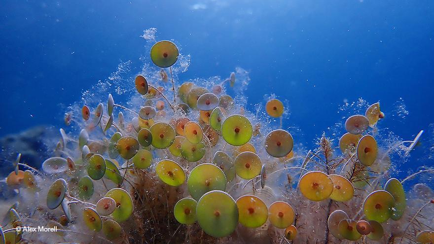 The hidden beauty of the Balearic sea bottoms