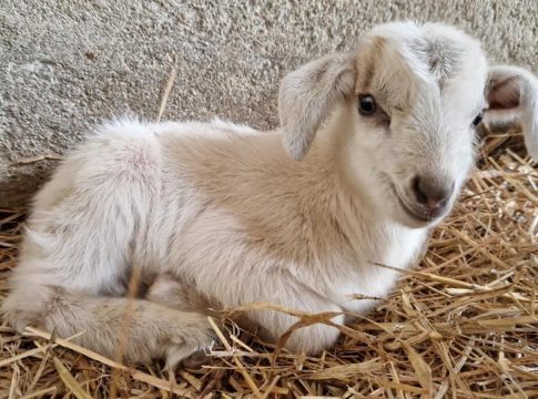A cheese factory in Manacor to recover the goat of Ibiza and Formentera