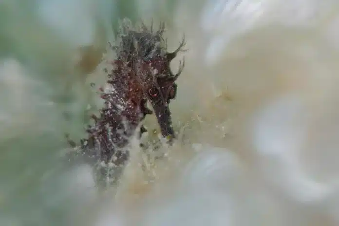 fe57a818-79a5-4602-af19-6026d3199058_alta-libre-aspect-ratio_default_0.webp Ibiza’s nature has (seven) awards