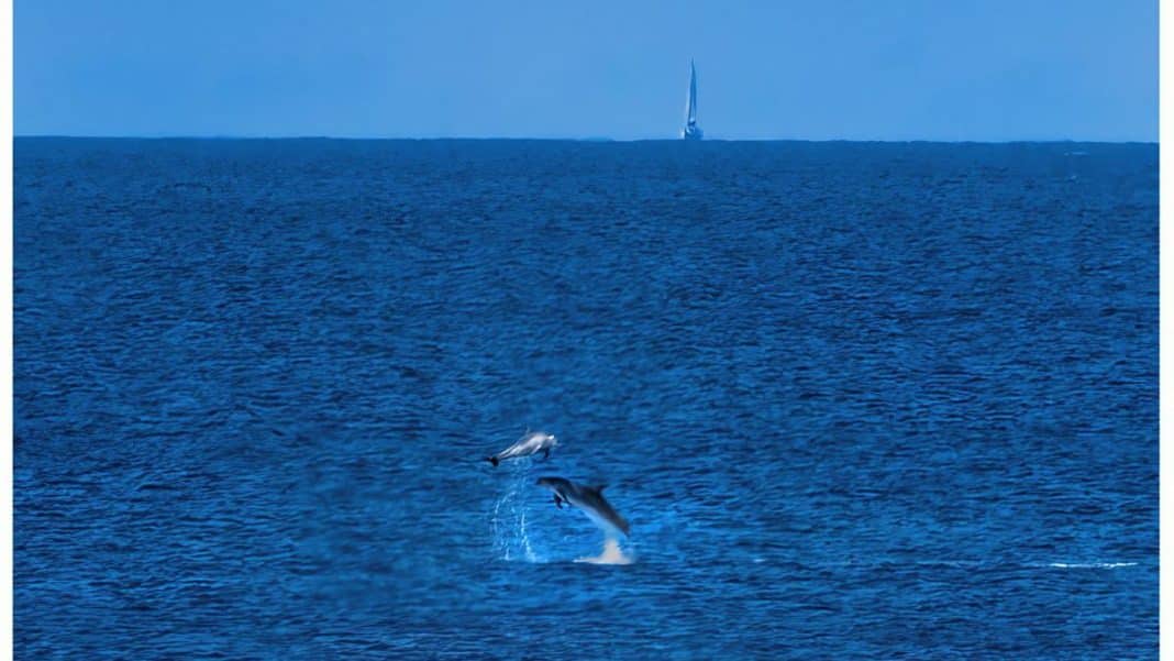 DELPHINS IBIZA | Two dolphins, alien to Medieval Ibiza