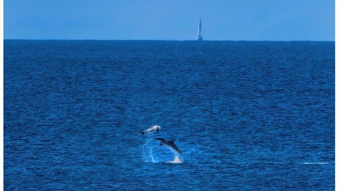 DELPHINS IBIZA | Two dolphins, alien to Medieval Ibiza
