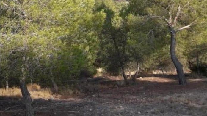 IBIZA FOREST RENTAL | Pay 350 euros to live in a piece of forest in Cala Mastella