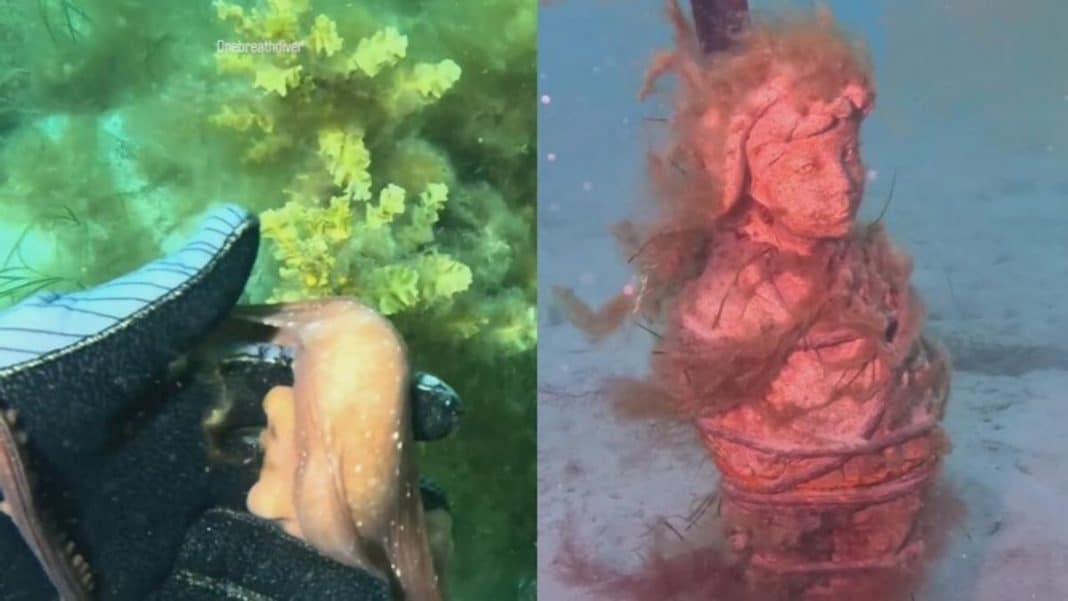 OCTOPUS VIDEO | An octopus grabs a diver’s hand and this is what it taught her