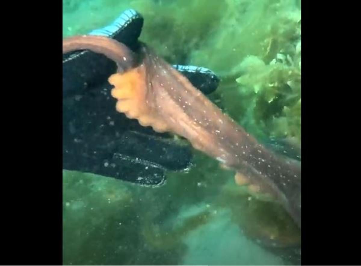 The octopus holding the diver's hand with a tentacle