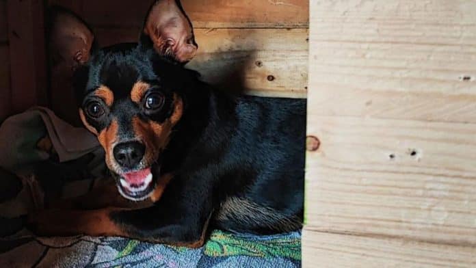 114650d8-9df0-4dd6-8232-1fb8374be3c6_16-9-aspect-ratio_default_0.jpg “Upon arrival at the vet, Blue was dead.”