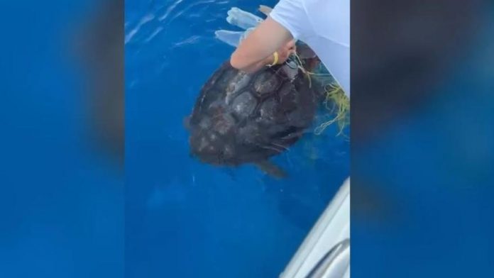 Turtle caught in an illegal fishing net in Formentera freed