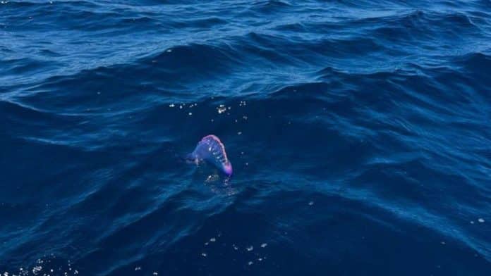 47e4c95f-e3f4-43c7-9930-1a766444f754_16-9-discover-aspect-ratio_default_0_x483y835.jpg MEDUGAS IN IBIZA : Dangerous Portuguese Caravel appears in Ibiza