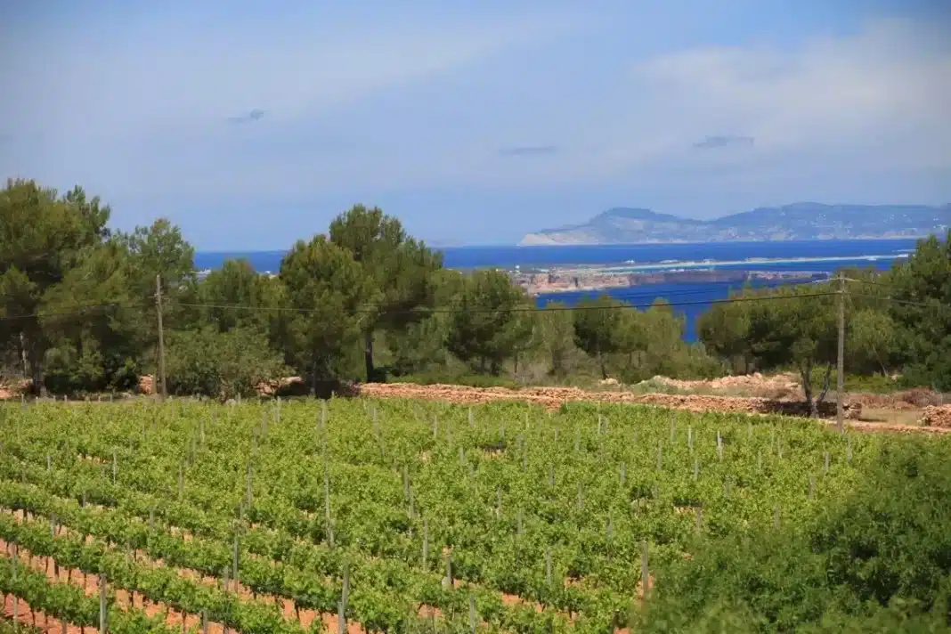 Taste Terramoll, organic wines bathed by the breeze of the Mediterranean Sea