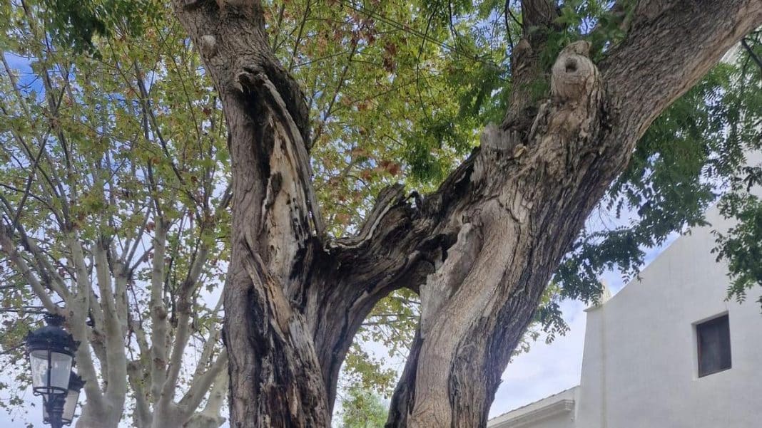 The great tree of Jesus’ church will have to be cut down