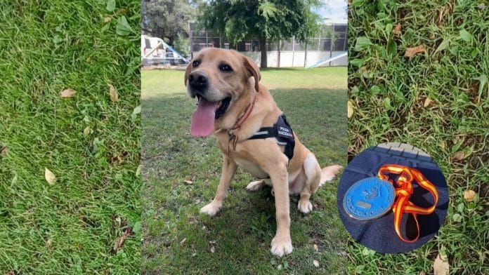 Scottex, the dog awarded by the Police that has solved some of the most media-worthy crimes