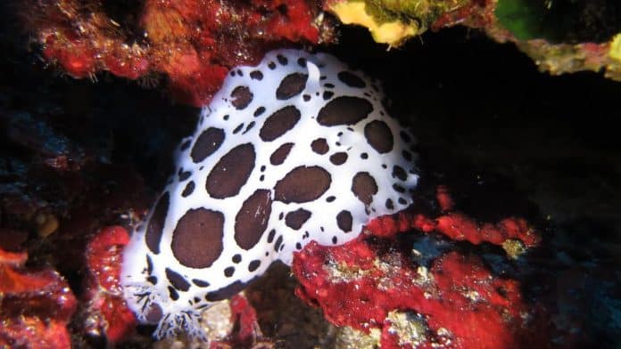 Science searches for marine pokemon in Ibiza