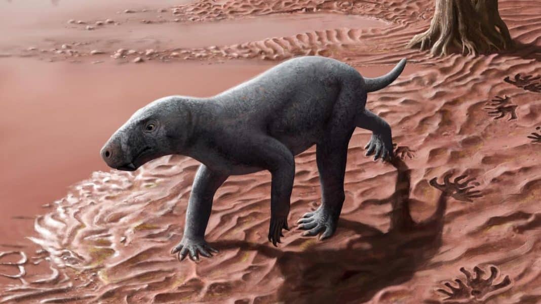 The first mammal that existed on Earth grew up in the Balearic Islands