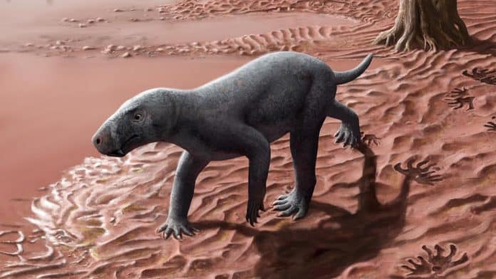 e7928ebb-6cdf-4e72-8307-454cd0ec4848_16-9-discover-aspect-ratio_default_0.jpg The first mammal that existed on Earth grew up in the Balearic Islands