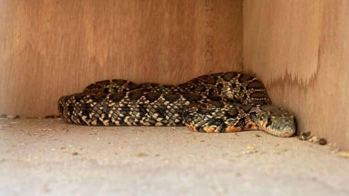 499 snakes captured in protected areas and private estates in Ibiza