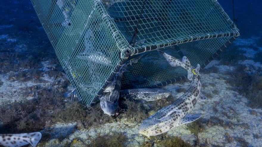 Conservation project releases 141 sharks in the Balearic Islands