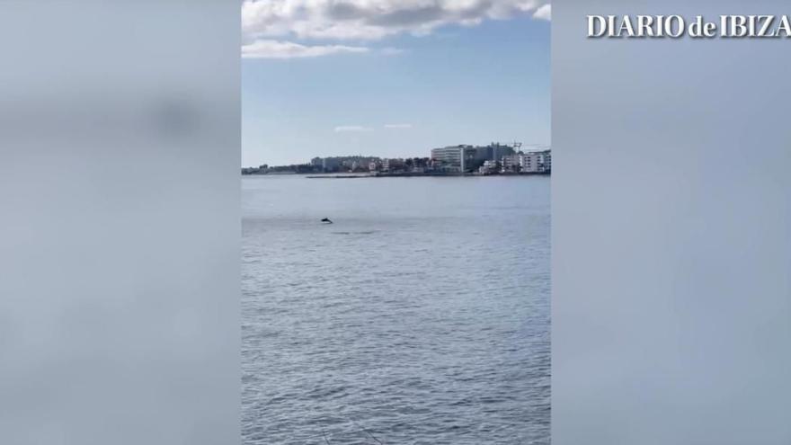 This is the beach where you might see dolphins in Ibiza