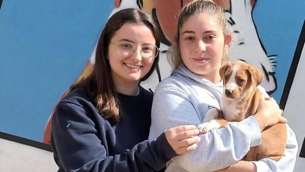 Six puppies abandoned in Ibiza now have homes