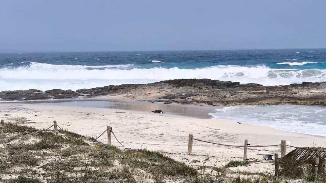 A new corpse appears on a beach in Formentera