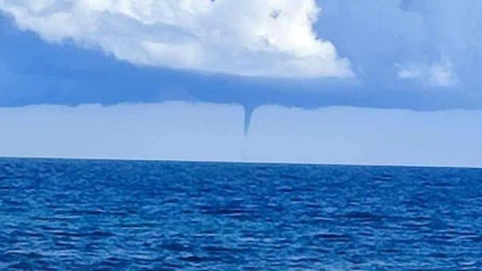 Capture of a ‘cap de fibló’ in Ibiza waters