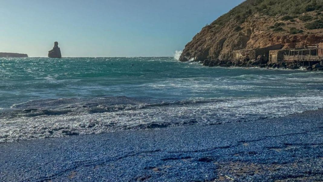 Tens of thousands of sailboat jellyfish appear on the coast of Ibiza