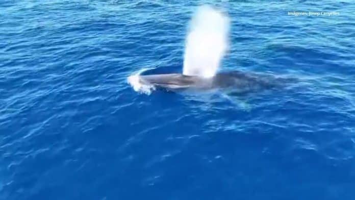cdc00c94-6fcf-481b-9bf4-36bbea4bcef5_16-9-aspect-ratio_default_0.jpg Spectacular whale sighting in Mallorca waters