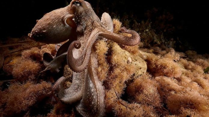 Nine-armed octopus discovered in Ibiza waters