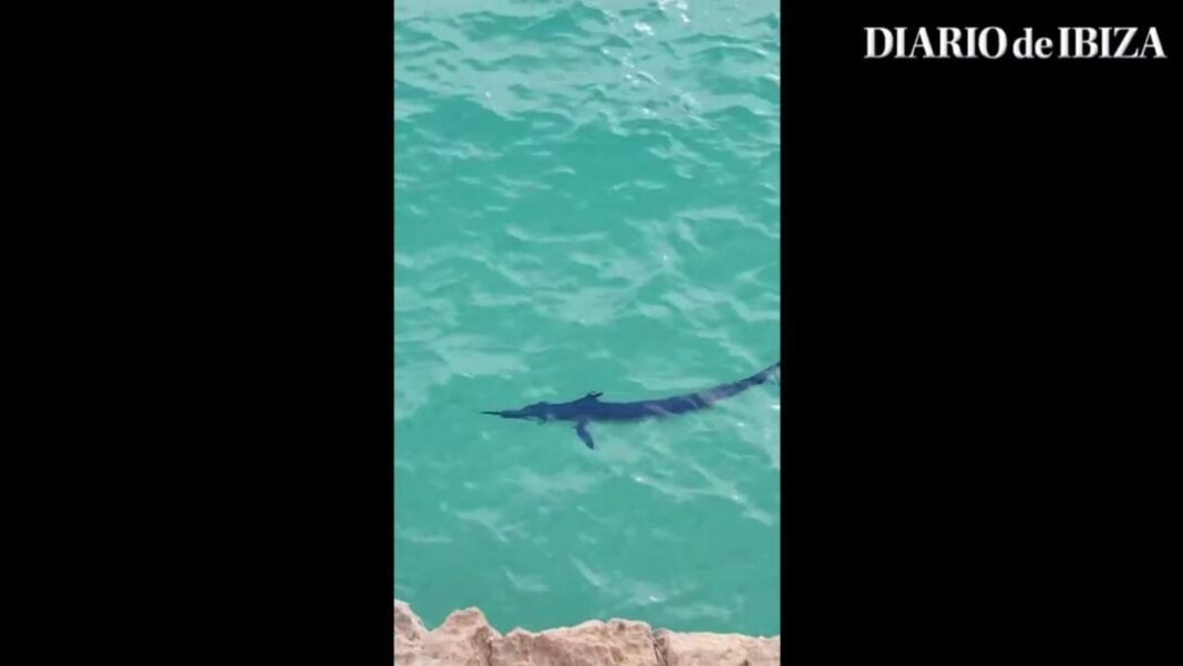 A specimen of blue marlin is recorded swimming in Ibiza waters