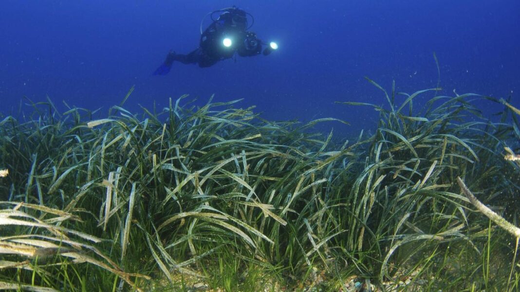 Warn of the damage suffered by posidonia in Ibiza and Formentera: “Visible even from the air”