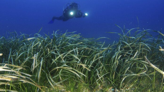 Warn of the damage suffered by posidonia in Ibiza and Formentera: “Visible even from the air”