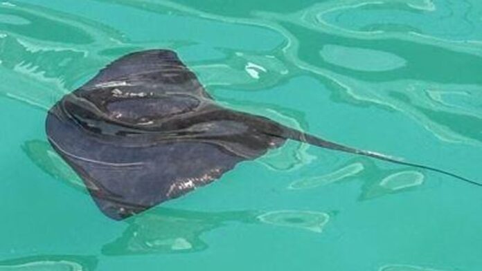 Stingray filmed swimming among yachts in Ibiza harbor