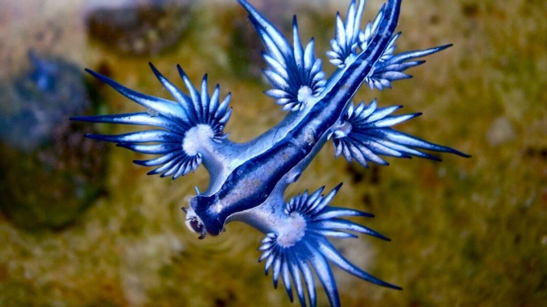 Blue dragon: what it is, why it could appear in Ibiza and what risk it poses to people