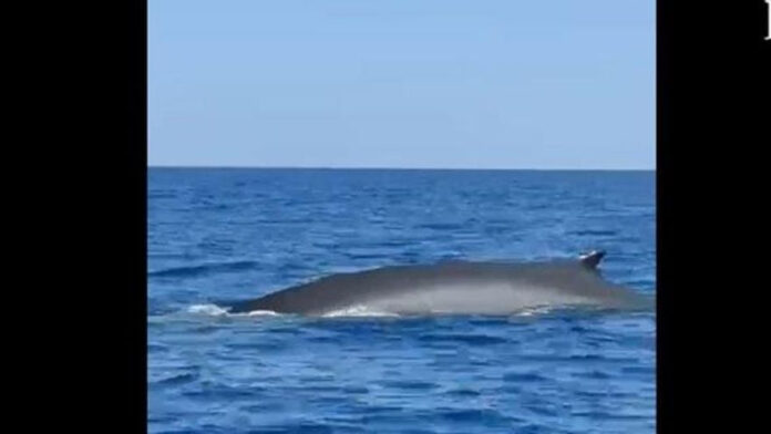 A family from Ibiza spots a whale in Formentera