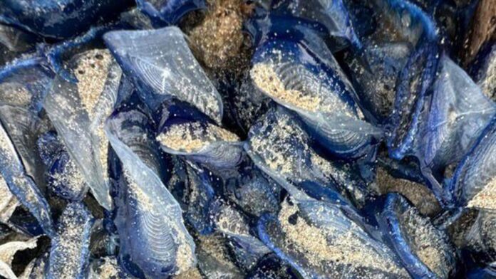 fe24424f-23f2-4480-ba1f-cffb8d913f29_16-9-discover-aspect-ratio_default_0.jpg Cala Bassa, Benirràs…: the beaches of Ibiza where jellyfish could be present