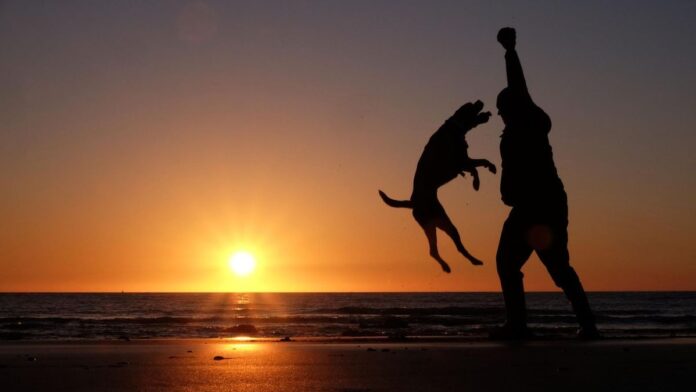 2fb9da86-3c44-4aa9-a634-384e4b1b12c2_16-9-discover-aspect-ratio_default_0.jpg Yes it is possible to go to the sea with your dog in Ibiza: four beaches where you can do it legally even in August