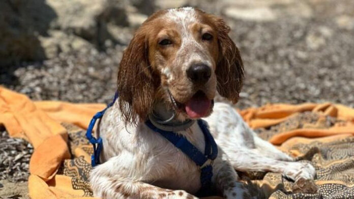 8a5bf26a-0b42-4af2-a1b7-6cc8b8335972_16-9-aspect-ratio_default_1398920.jpg Search for dog missing in Siesta for more than ten days